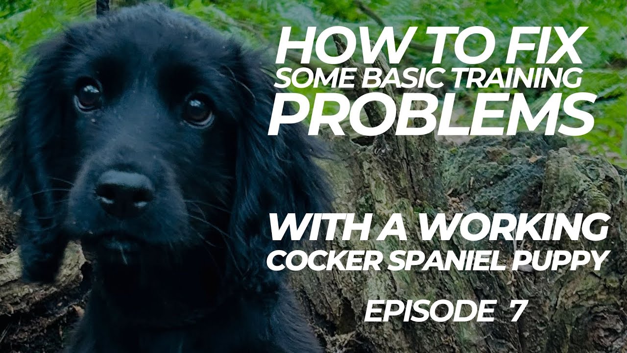 Nelly The Working Cocker Vlog Episode 7 | The Dog Therapist