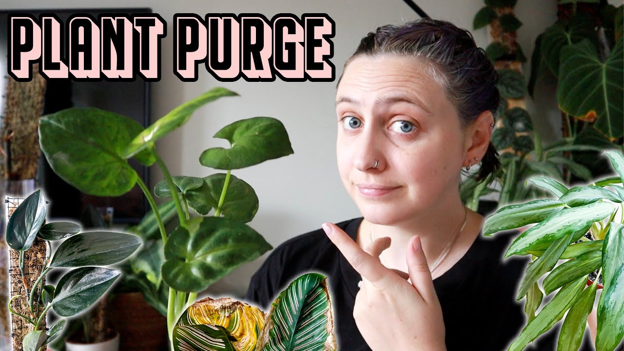 10 plants that I don't want anymore 🪴 Plant Purge