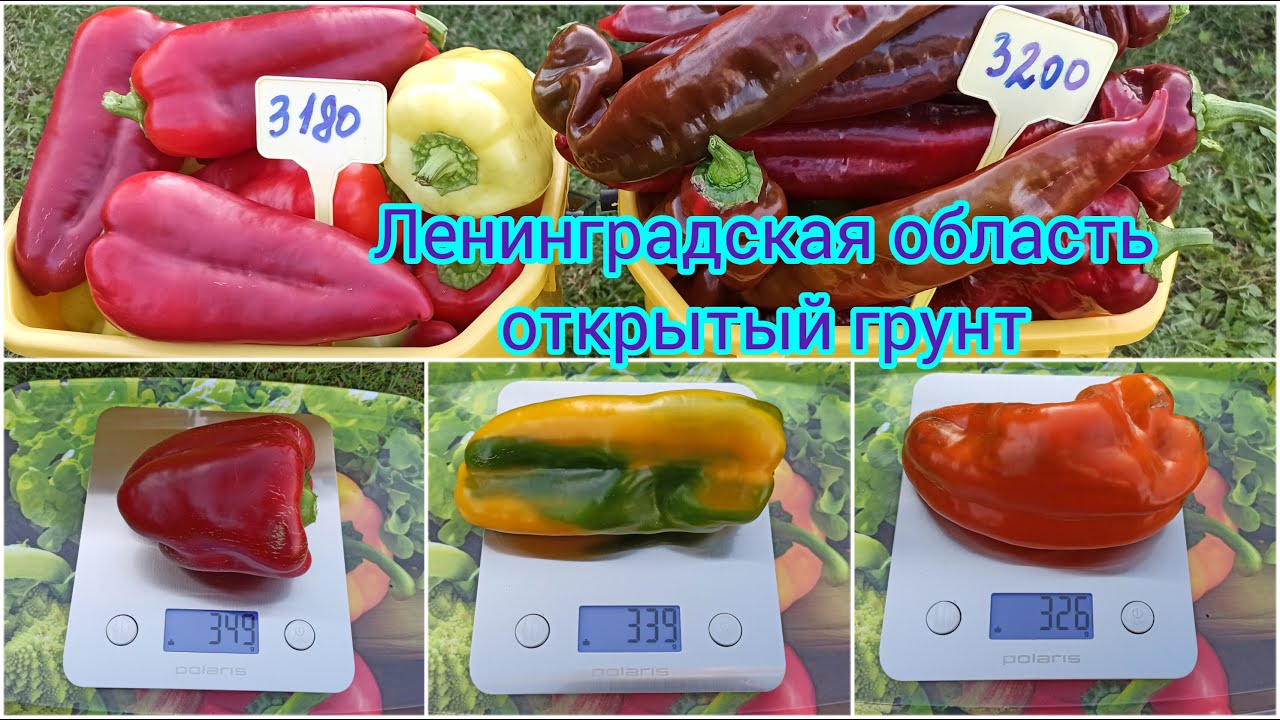 Перцы - рекордсмены открытого грунта в Ленинградской области сезона 2023 года