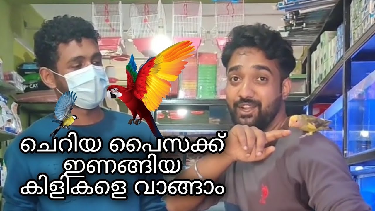 #wayanad/ pet shop in Wayanad / pet shop in Kerala /