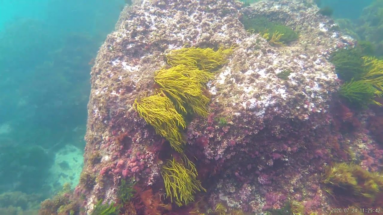 Bajo el mar en Laredo Faro del Caballo.