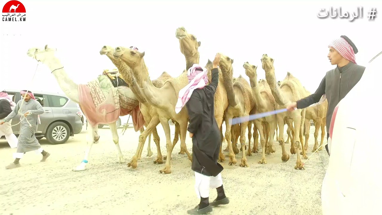 منقية: ناصر بن راجح الديحاني