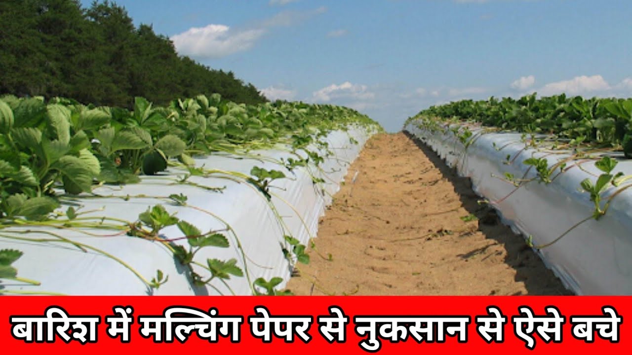 मल्चिंग पेपर का बारिश में इस्तेमाल करने से हो रहा है नुकसान/विल्ट,डायबैक
