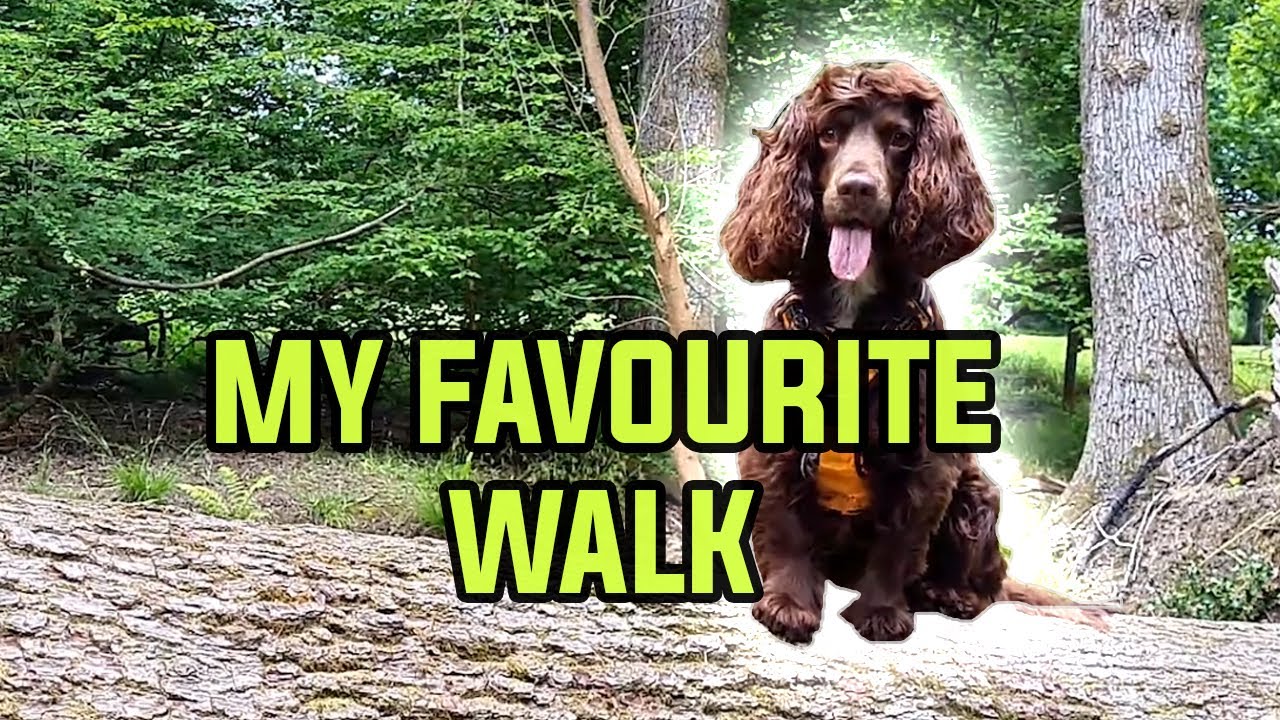 A Cocker Spaniel's Nature Walk