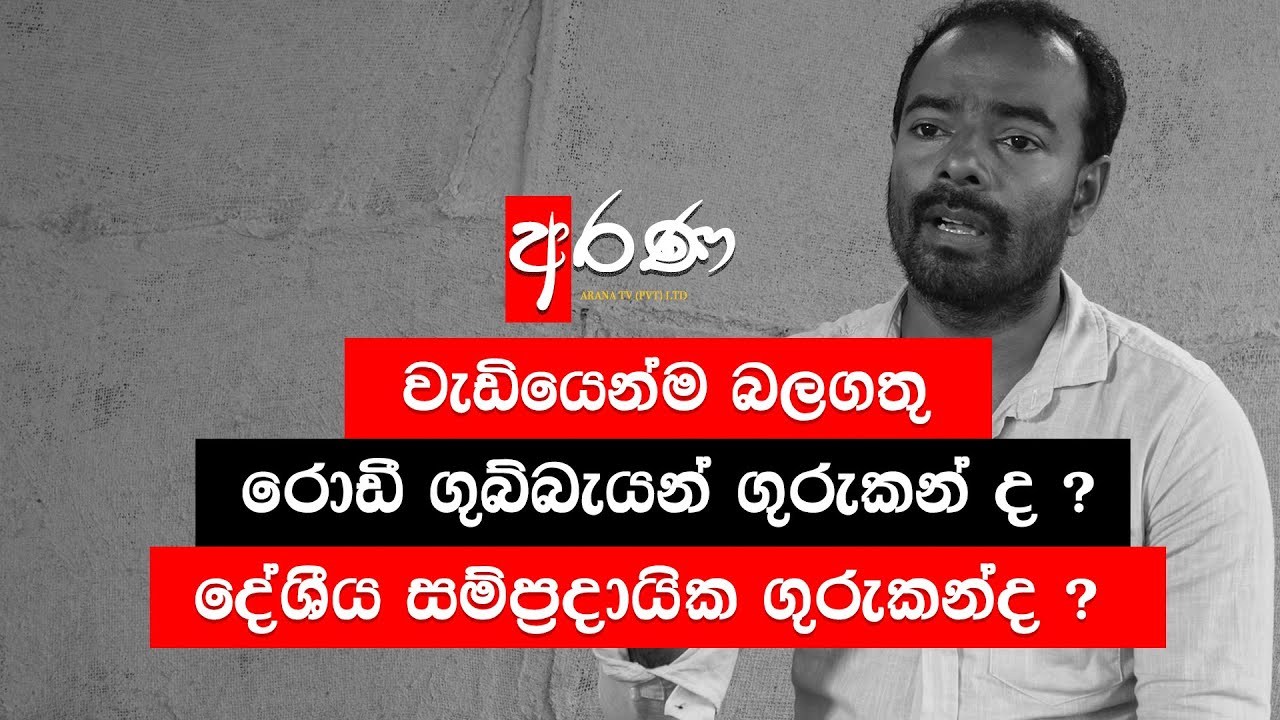 වැඩියෙන්ම බලගතු රොඩී ගුබ්බැයන් ගුරුකන් ද ? දේශීය සම්ප්‍රදායික ගුරුකන්ද ? - ARANA TV
