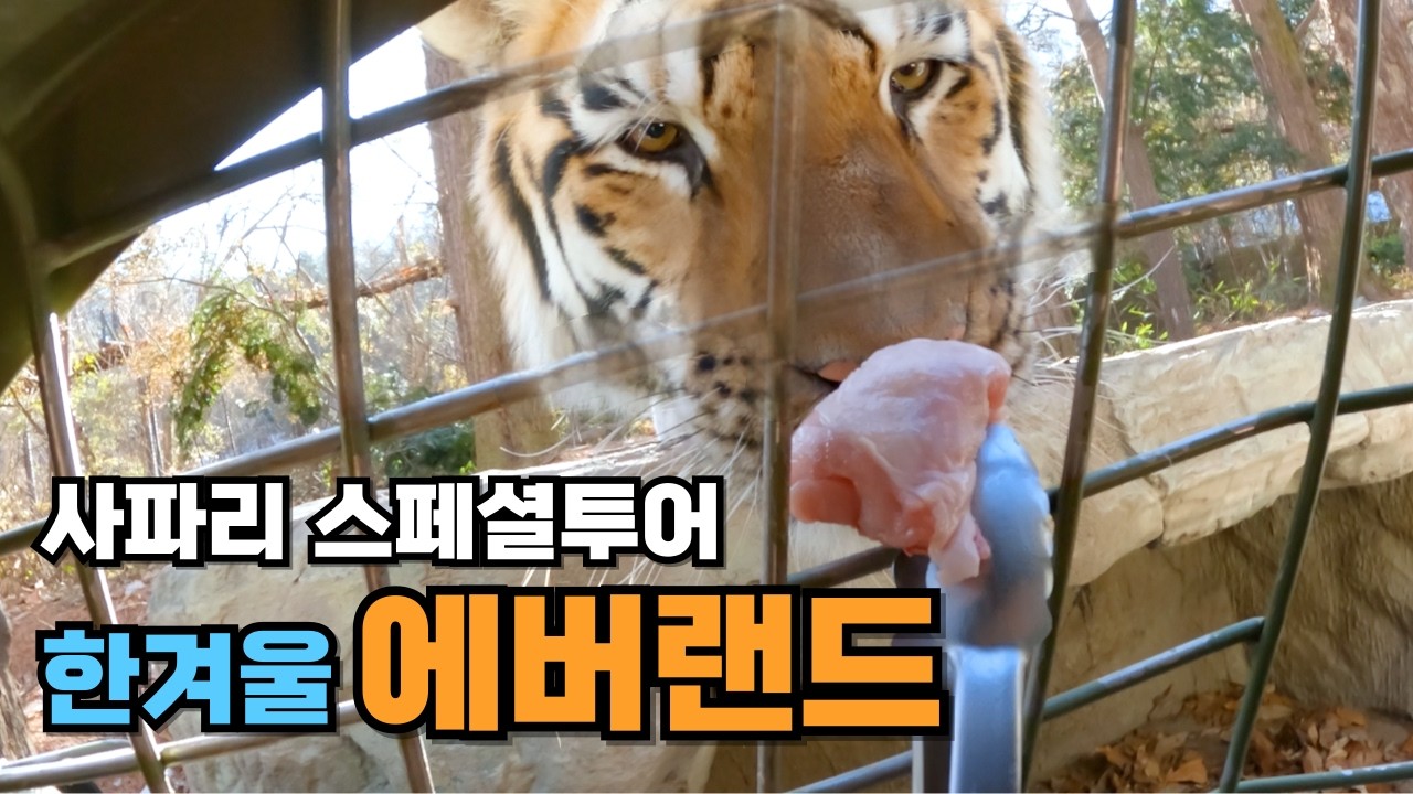 맹수 먹이주다 집게를 떨어뜨리면?! 에버랜드 사파리 스페셜투어 체험