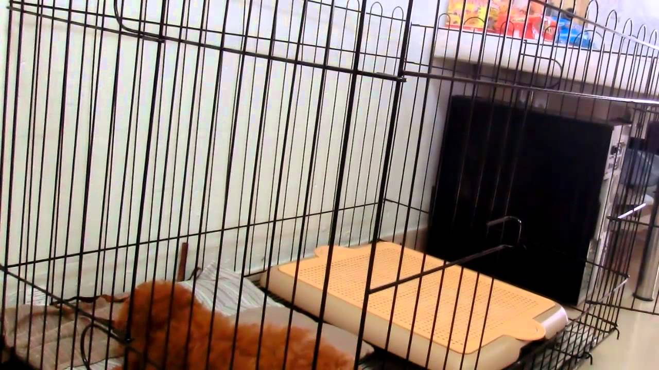 Amber Toy Poodle - First Day Crate Introduction
