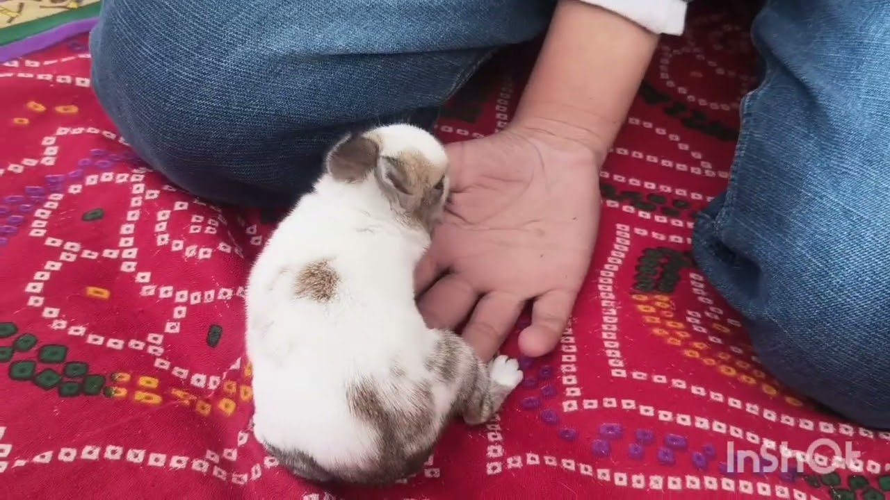 चंगू और मांगू की आंखें खुल चुकी है ब्लॉग 😍😍🥳#rabbit 
