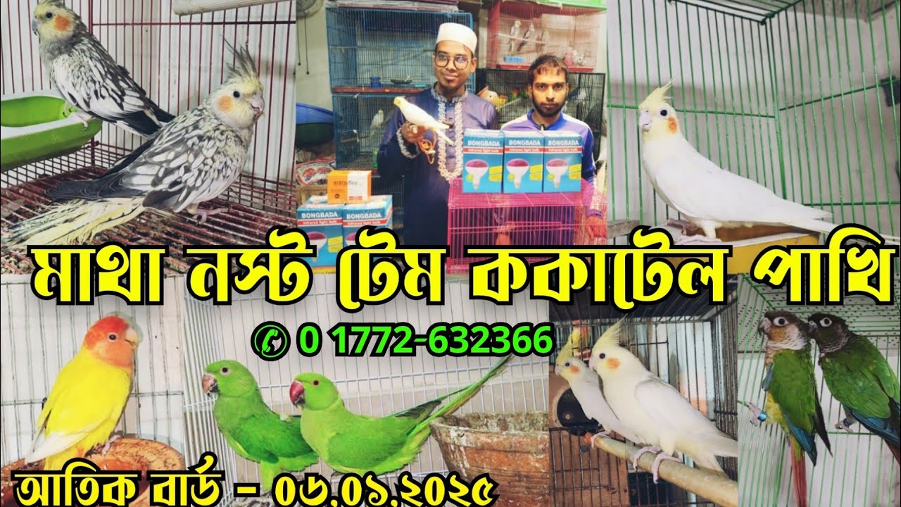 ককাটেল পাখির দাম-২০২৫ || Cockatiel bird price || Bird price-2025 || আতিক বার্ড হাউস