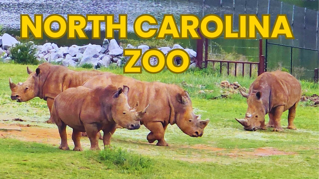 North Carolina Zoo In Asheboro Ultimate Full Tour