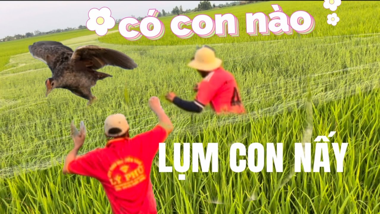 C&aacute;ch bắt chim độc lạ m&agrave; ai cũng l&agrave;m theo được