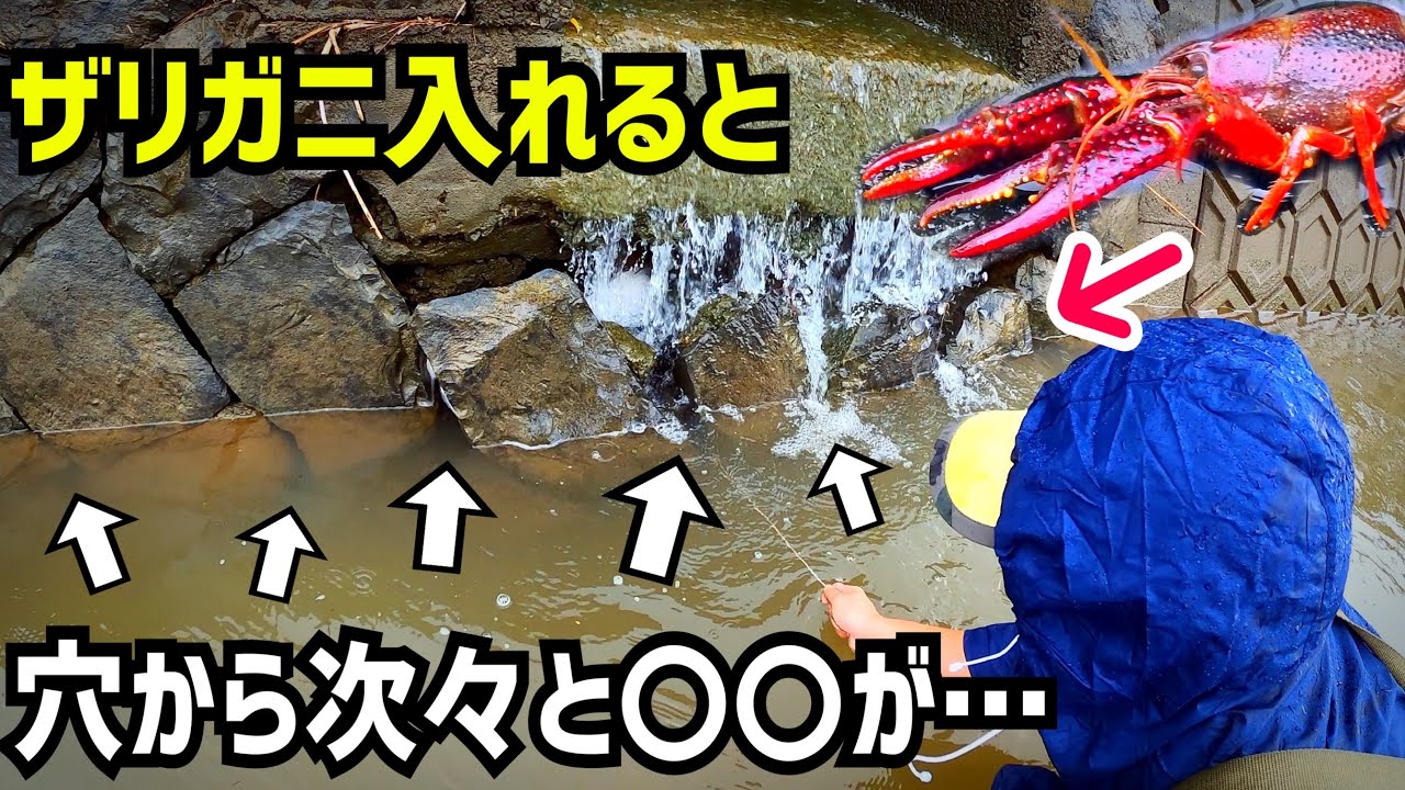 ザリガニを穴に入れると巨大生物が出てくる！