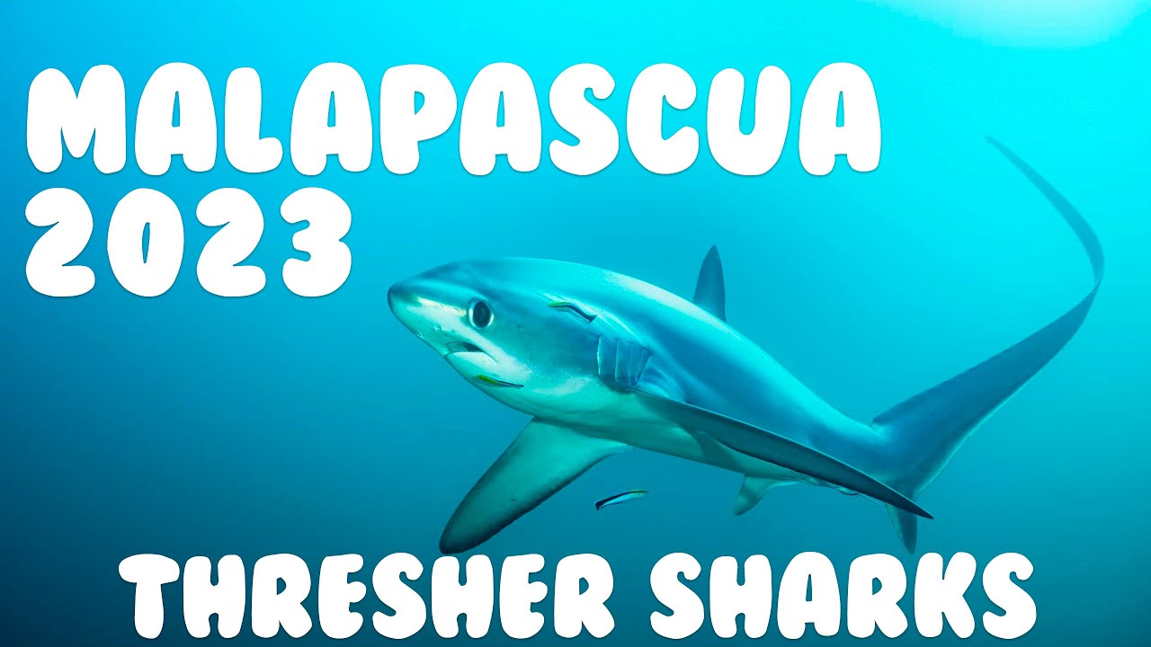 Jan. 2023 - Malapascua (Philippines) - Diving Thresher Sharks