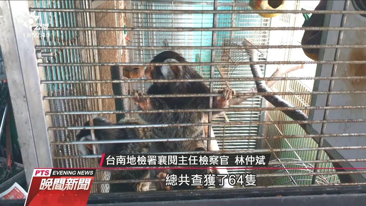 南檢查獲盜賣保育類集團 收押3嫌犯 20201120 公視晚間新聞