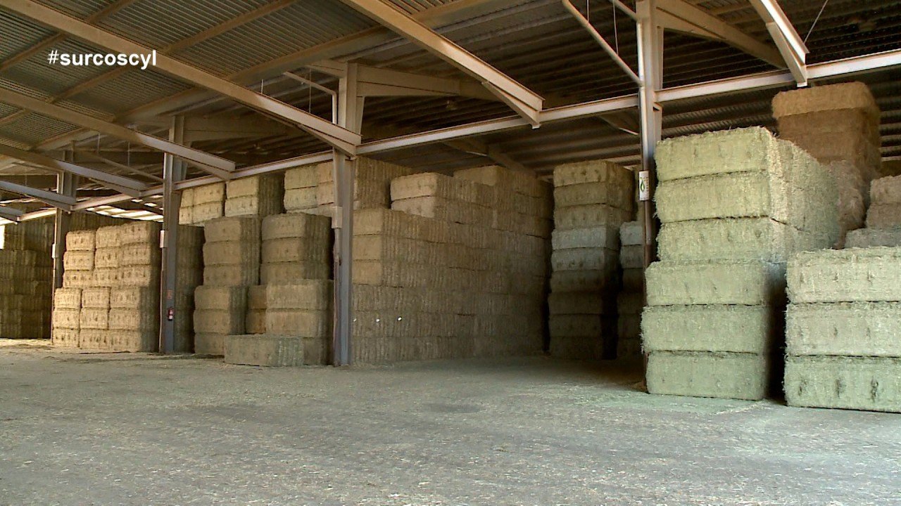 Exportación de alfalfa en Castilla y León: Crisis en el Golfo Pérsico y nuevas rutas a Japón