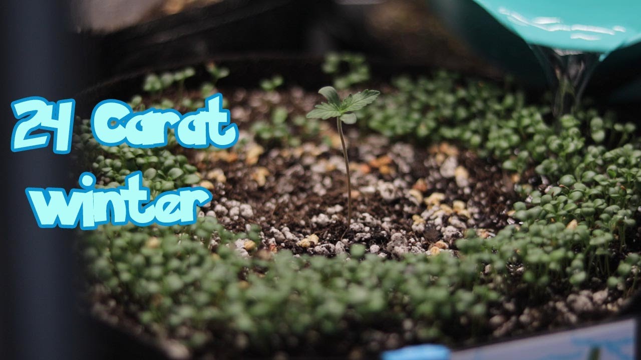 taking care of autoflower seedings during the winter - #easy #organic #gardening
