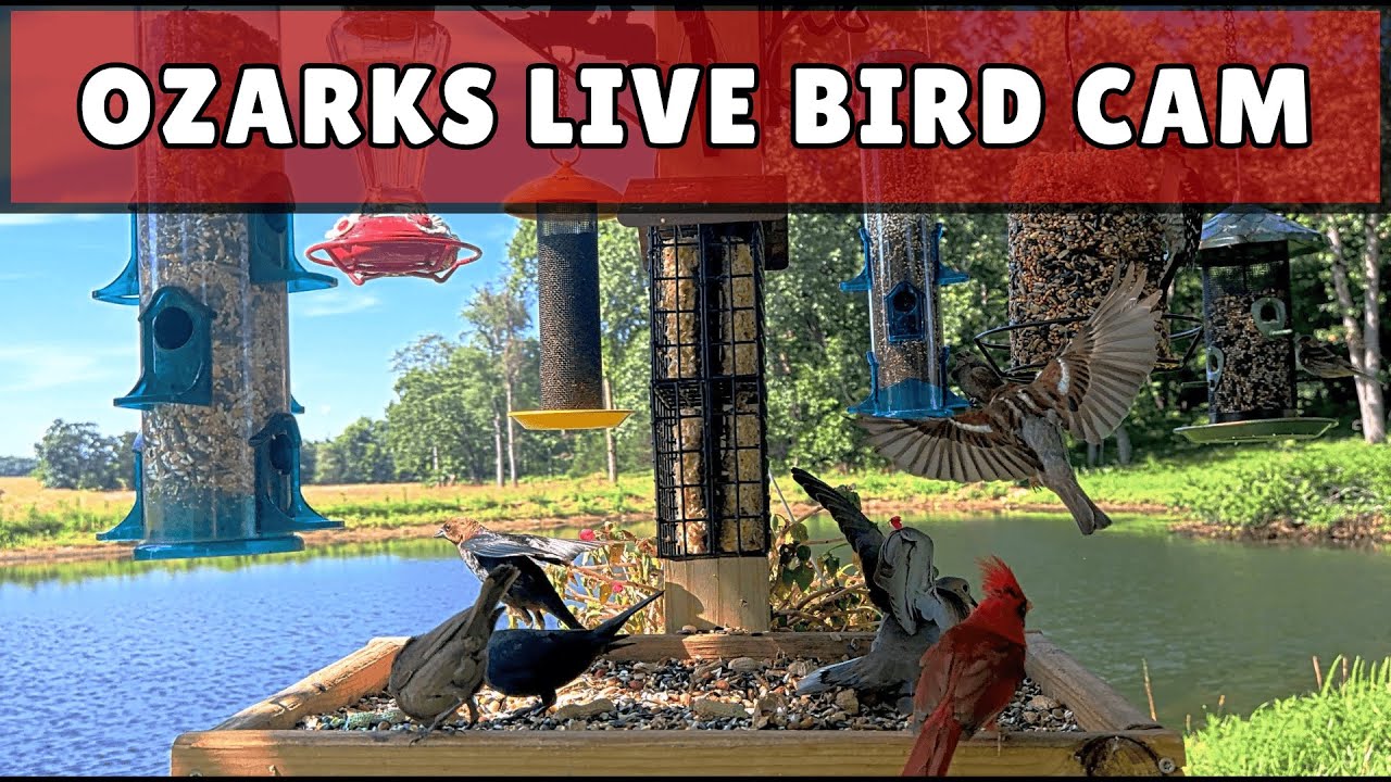 Live Bird feeder Cam Ozarks Missouri 🐦
