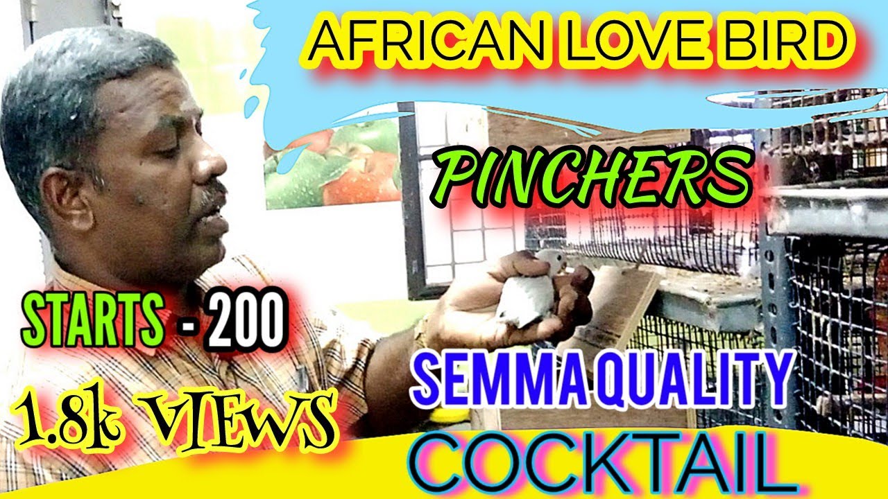 ₹200 முதல் Cocktail | Finches | African love birds | Best place to buy |@ruthviktalks