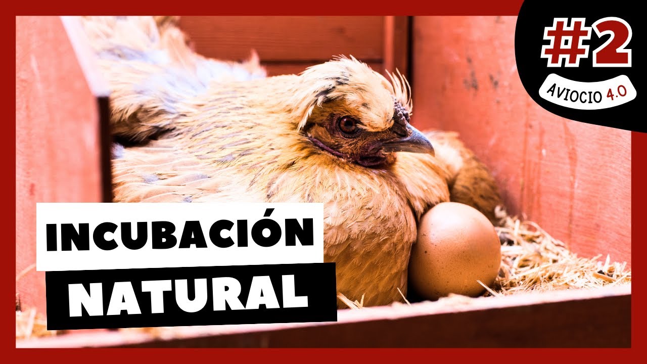 🐣 La INCUBACI&Oacute;N NATURAL | AVIOCIO 4.0 #2