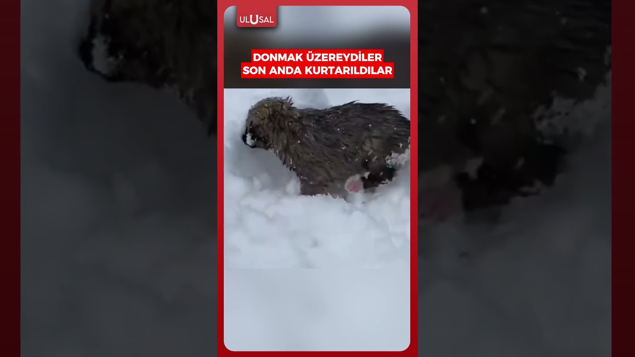 Şırnak'ta donmak &uuml;zere olan 12 k&ouml;pek yavrusu son anda kurtarıldı #shrots #k&ouml;pek #şırnak