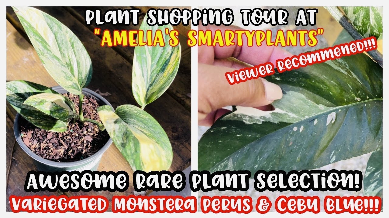 Plant Shopping Tour at Amelia's SmartyPlants || VIEWER RECOMMENDED || AWESOME RARE PLANT SELECTION