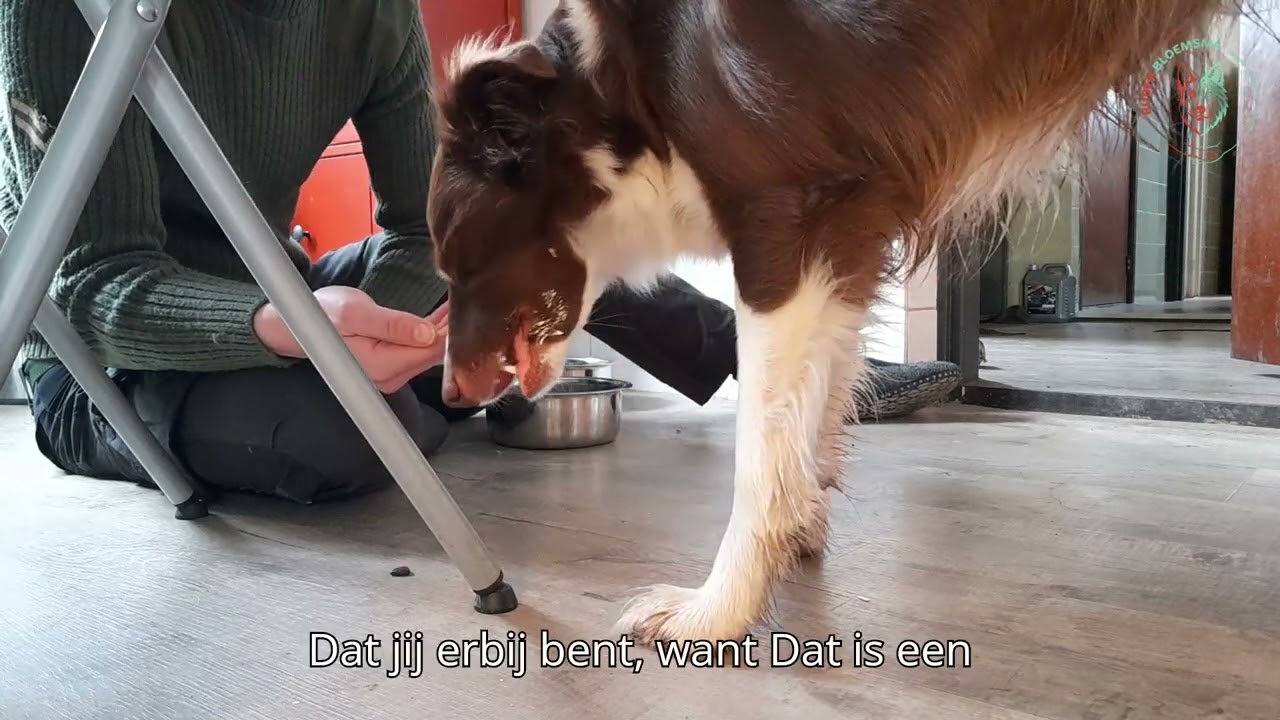Jat of schrokt jou hond eten? Dit leren wolven jou voor een gezonde eet stijl van je hond
