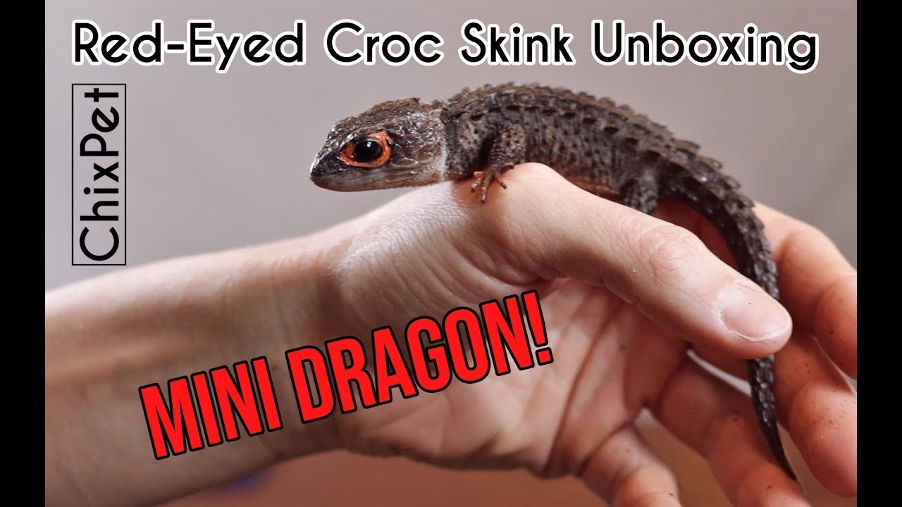 ChixPet: Croc Skink UNBOXING! ILLExotics & SoCalHerps Captive Bred