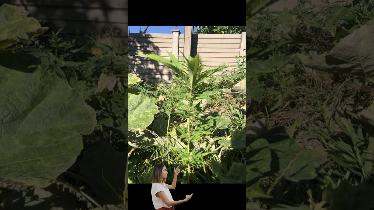 Growing Marijuana Outdoor indica