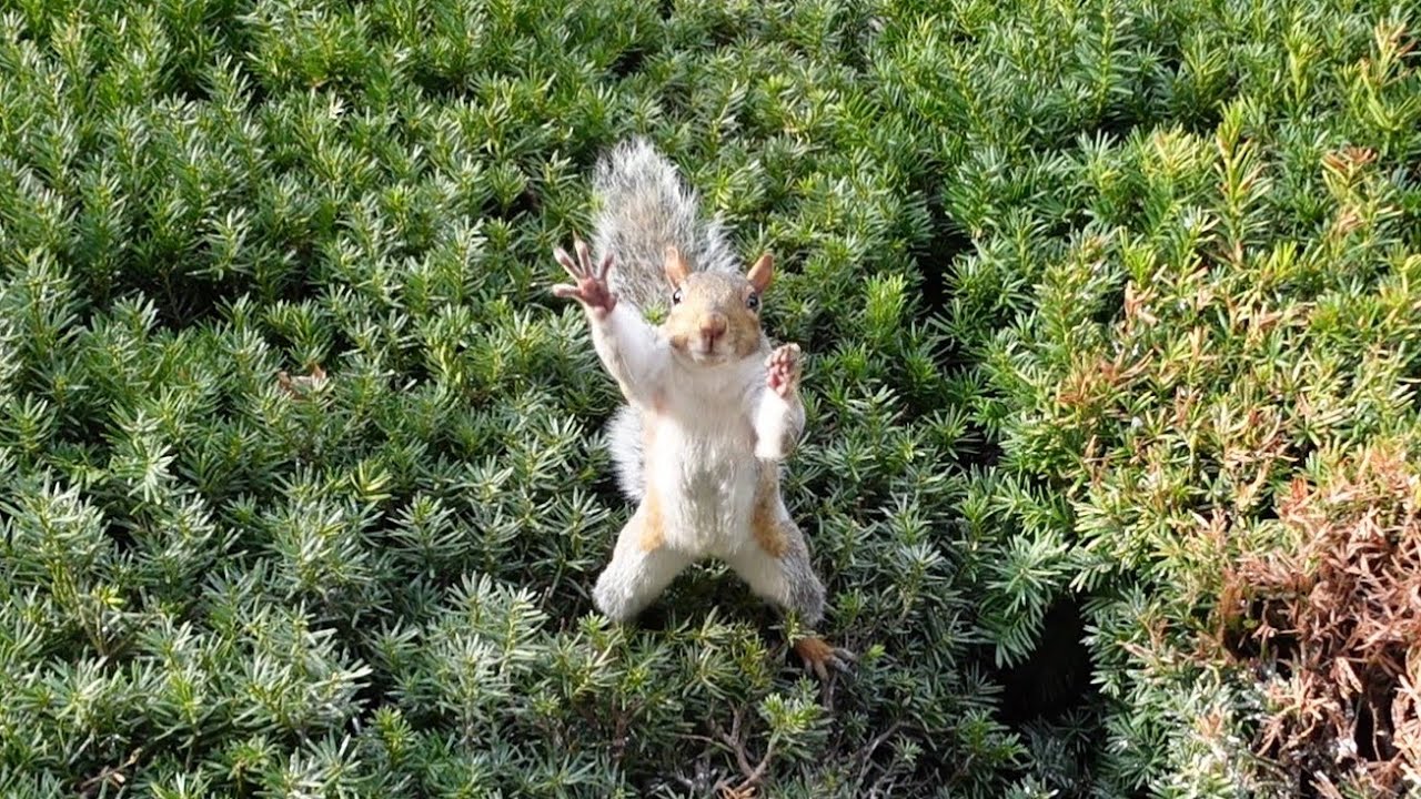 Squirrel's adorable way to signal me