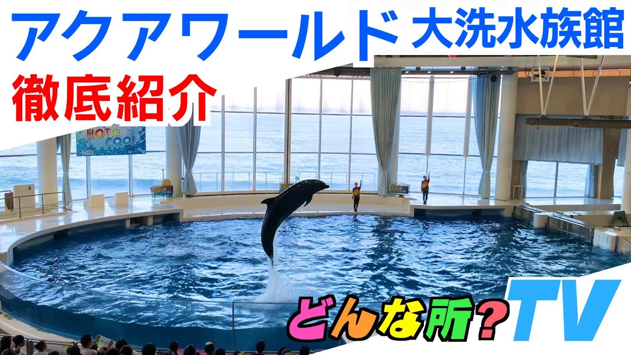 【徹底紹介】アクアワールド茨城県大洗水族館ってどんな所？【サメとマンボウ日本一の水族館】茨城県大洗町　What kind of place is aquaworld in Ibaraki Japan?