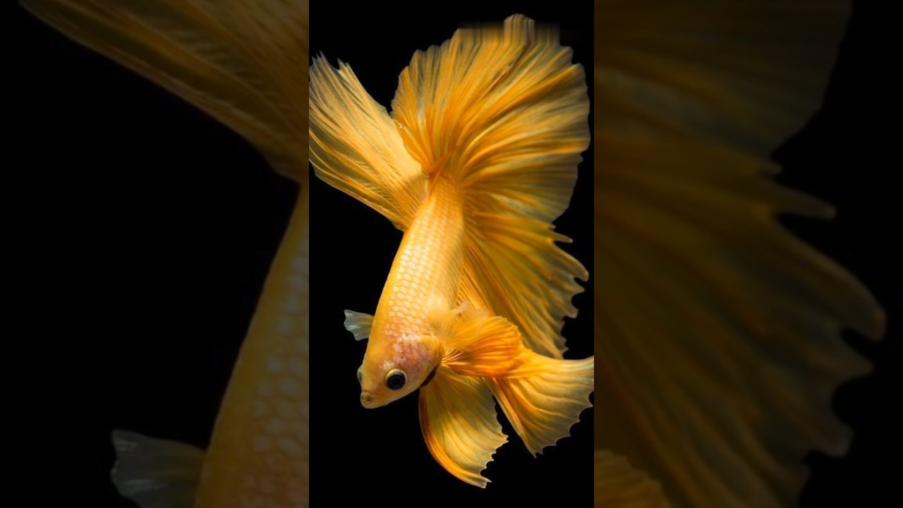 Top 5 Stunning Betta Fish Varieties! 🔥🐟