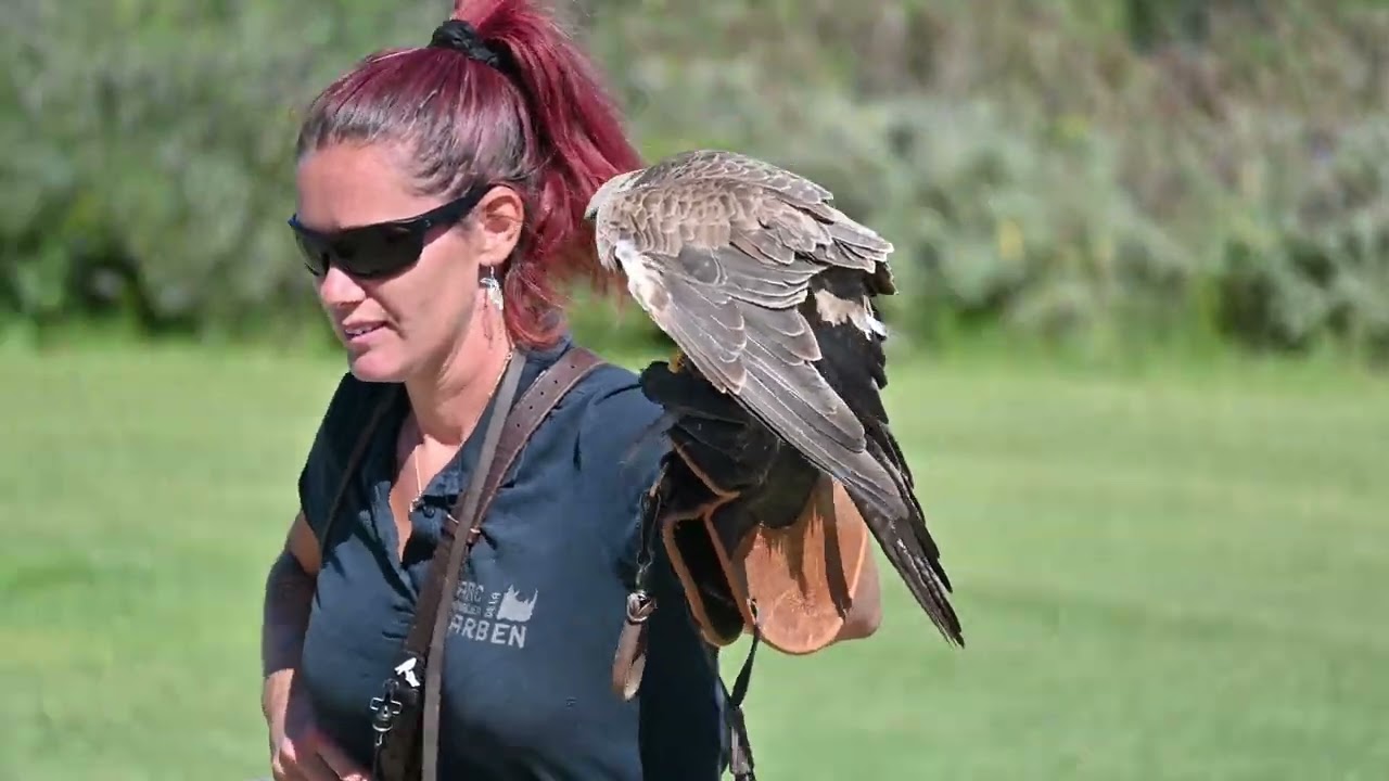 Zoo la barben animation oiseaux en vol