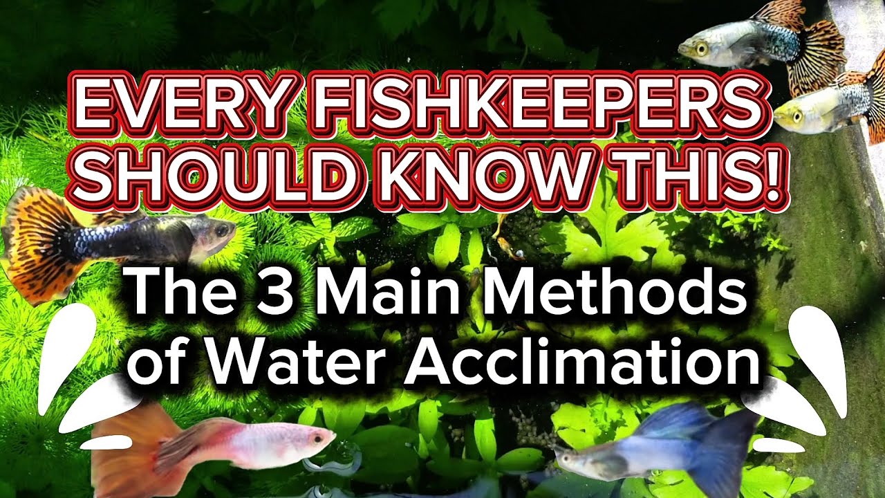 The Three Main Methods of Water Acclimation #fishkeepingtips #tutorials 