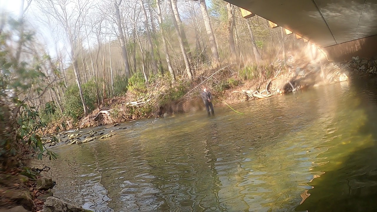 Underwater video of Trout in the Davidson River