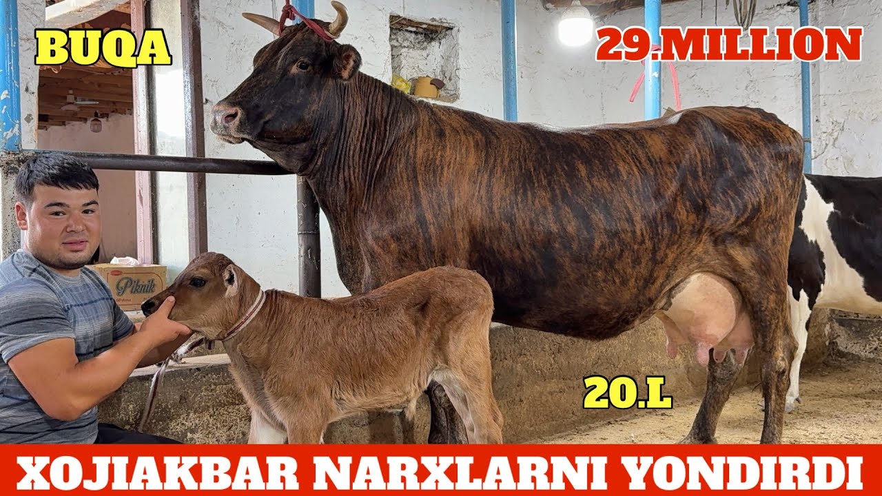 XOJI BOLA YONDIRDI🔥BOLASI BUQA CHEMPION⭐️NARXLAR AKSIYADA😳