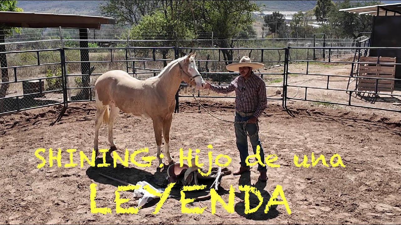 EL SHINING- Potro 2024 Hijo de Shining Spark recién llegado a Rancho La Corporación