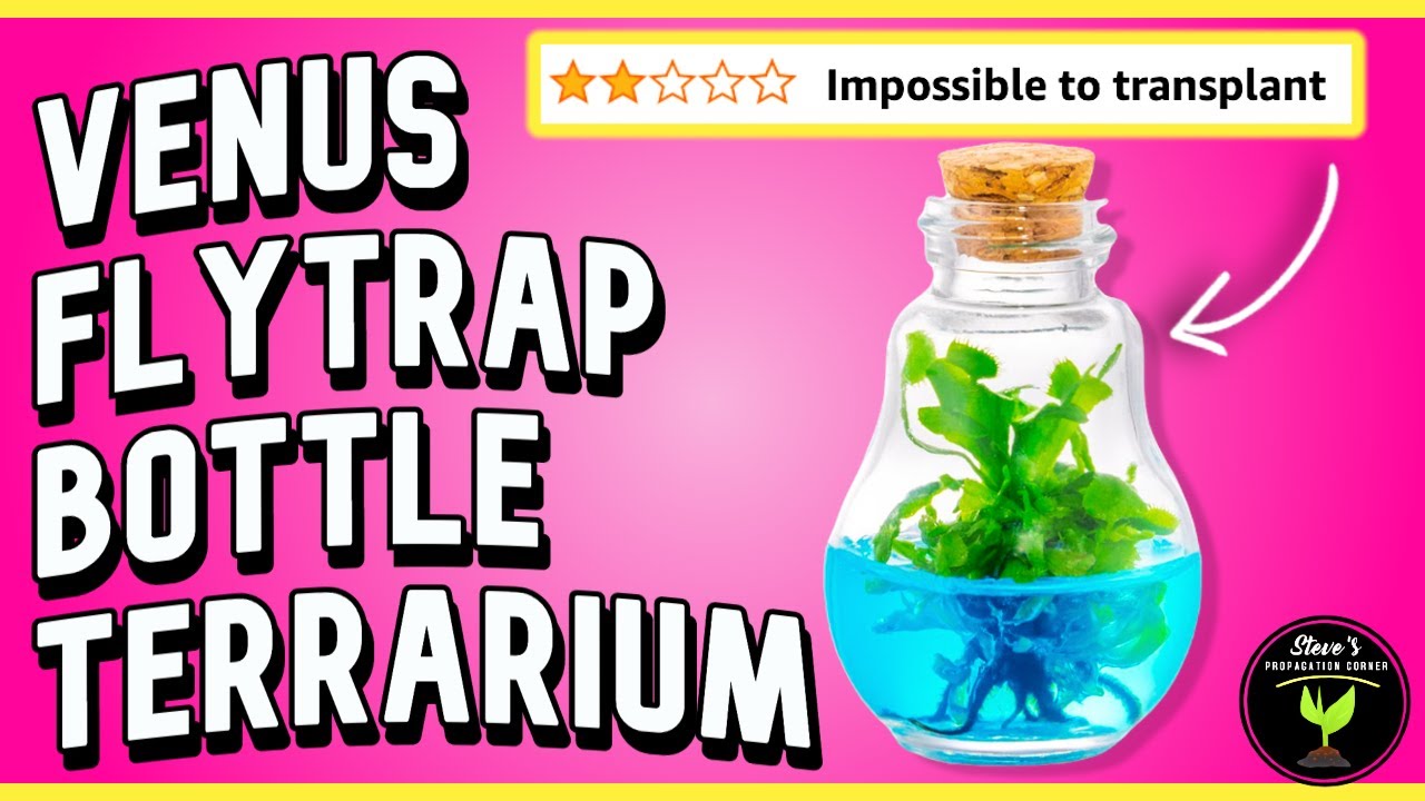 Bloomify's Venus Flytrap Terrarium Review: UNLEASH the Beast!