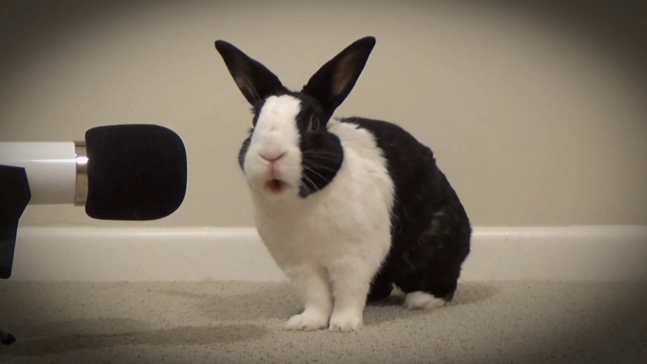 Rabbit singing Unforgettable