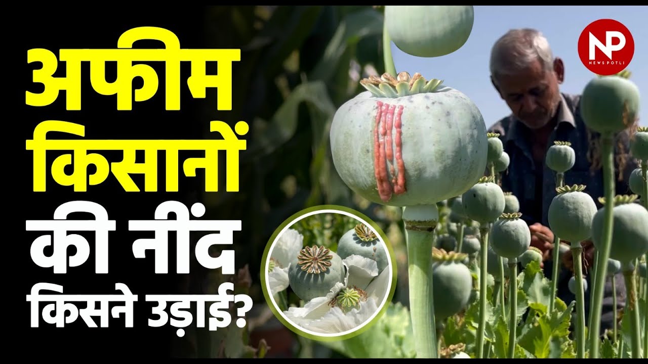 Why Opium Farming is No Longer Profitable for Farmers ? | अफीम किसान | Ground Report | News Potli