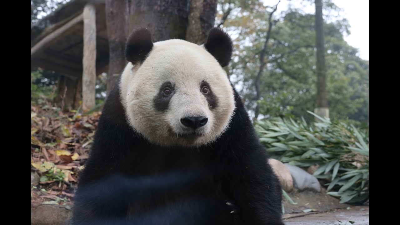 みんなの顔をじ～と見つめるシャンシャンにドキドキ～雅安パンダ基地2024.12.10
