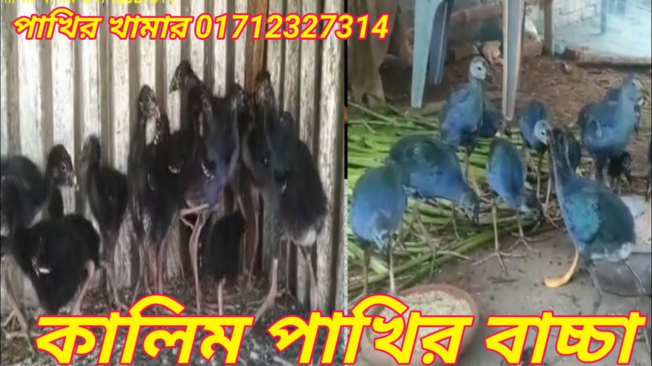 কালিম পাখির বাচ্চা ও ডিম পাড়া কালিম পাখি পাওয়া যায় 01712327314