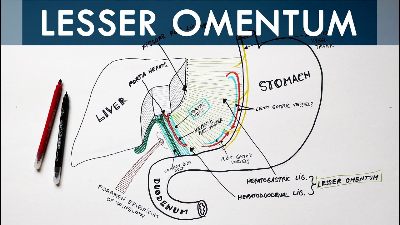 Lesser Omentum - Attachment, Ligaments & Contents | Anatomy Tutorial