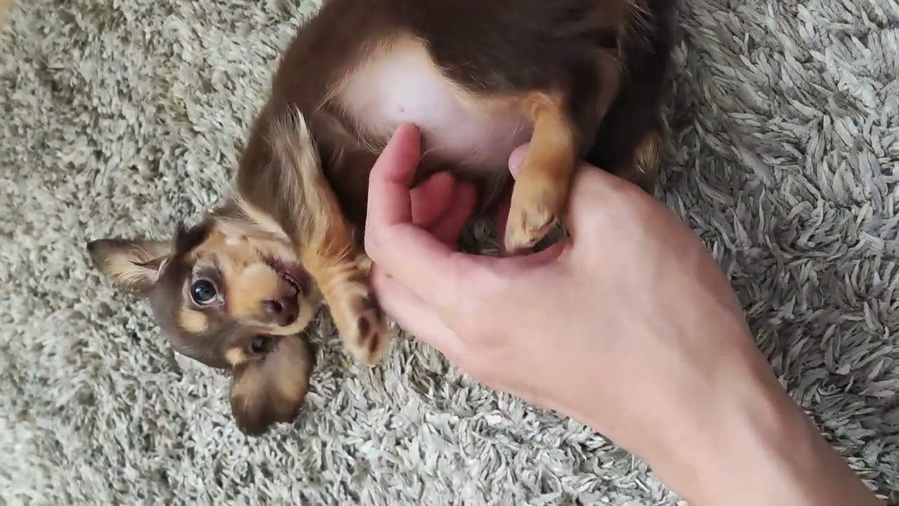 2023年5月 お家ノエル