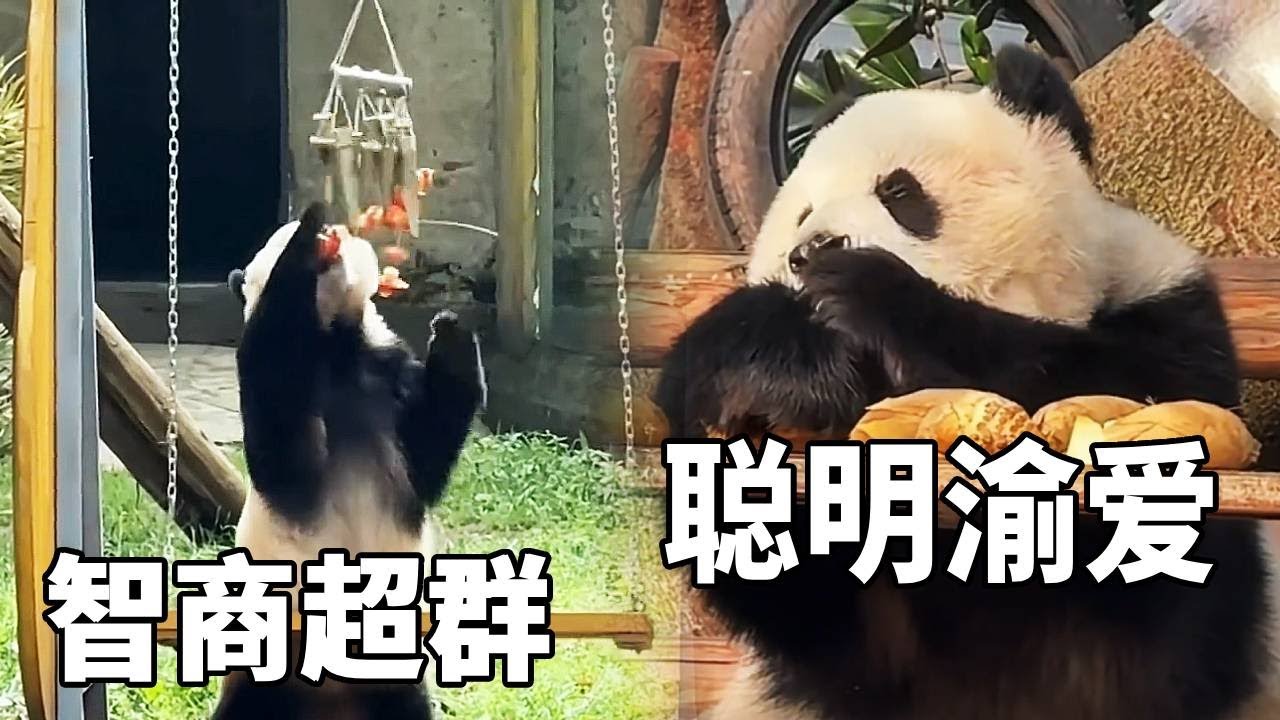 渝爱现在居然有了人类思维，不仅会玩玩具还会修玩具，原来爱姐的爱是爱因斯坦【你好大熊猫】