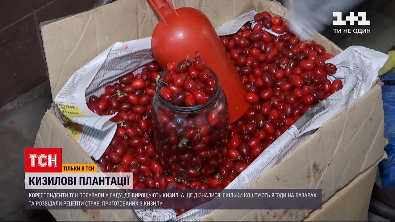 Новости Украины: сколько стоит кизил и что из него можно приготовить
