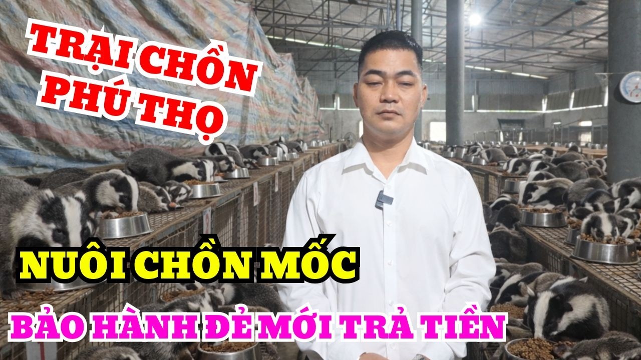 CHĂN NUÔI CHỒN MỐC KHÔNG KHÓ TRANG TRẠI BẢO HÀNH CHỒN ĐẺ MỚI PHẢI TRẢ TIỀN TẠI PHÚ THỌ