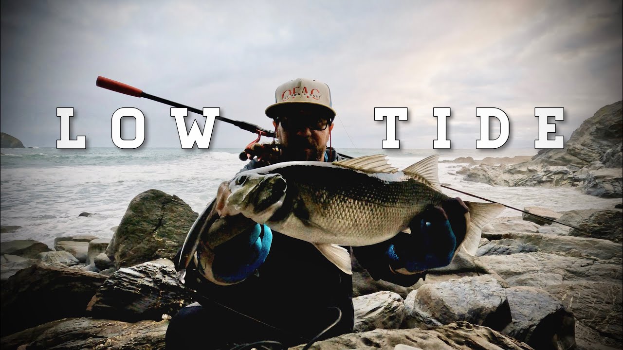 Low Tide Sea Bass Fishing | Out For A Cast #seabassfishing