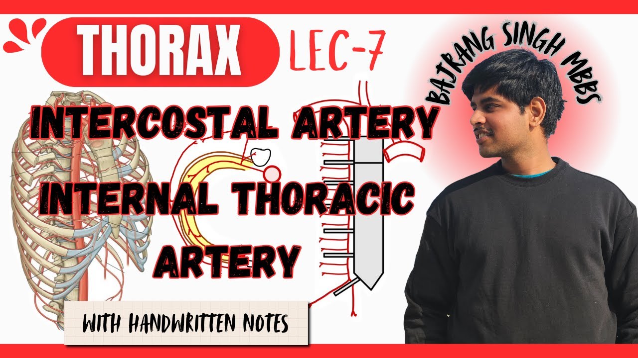 Intercostal artery and internal thoracic artery Anatomy ll Blood supply of thorax wall Anatomy