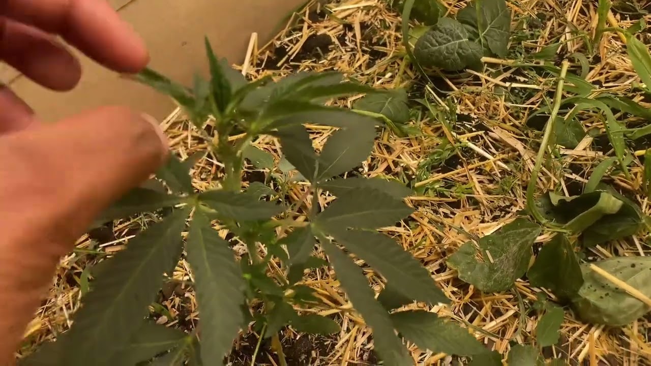 Growing organic cannabis in living soil using dry amendments veg weeks 1-3
