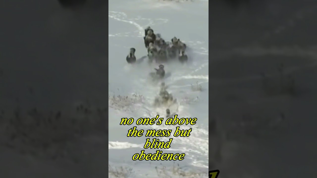 The Wildest Military Showdown Ever!